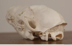 Photo References of Skull